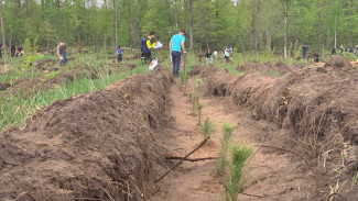 В самарских лесах хотят высадить 5 млн саженцев