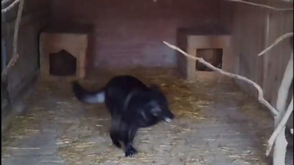 Видео: в Самаре обнаружили самую спортивную волчицу