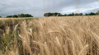 Народный календарь: 1 июля. Не делайте этого в Ярилин день, если не хотите навлечь беду