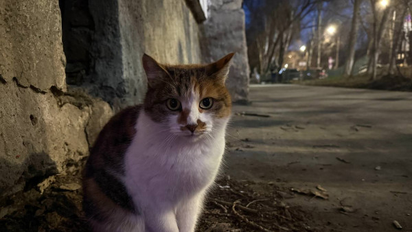 «Кошкин дом» превратился в кошачью свалку: антисанитария захлестнула квартиру жительницы Самарской области