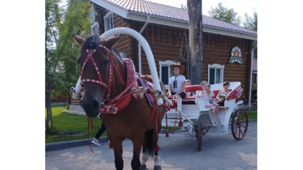 "Во кобыла!" Одна лошадиная сила из Тольятти обиделась на всех автомобилистов