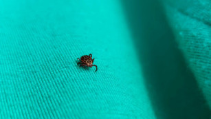 В Самаре началась массовая обработка кладбищ химикатами