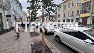 Липовое озеленение: оценили вид улицы Куйбышева после ремонта