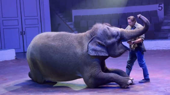 Появились кадры последствий побега слона из цирка в Самаре