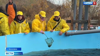 В Саратовское водохранилище выпустили 16,5 тысяч мальков сазана