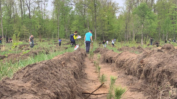В Самарской области хотят высадить более 20 тысяч деревьев