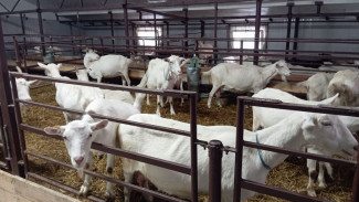 Под Самарой из-за мальтийской лихорадки введен карантин