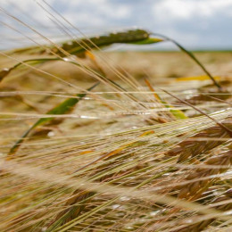 Самарская область отправила 35 тыс. тонн зерна в 11 стран в 2026 году