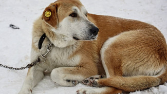 В Самаре с начала года поймали более 3,3 тысяч бездомных собак
