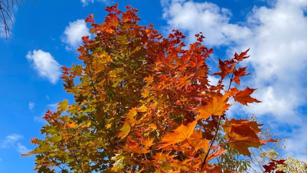 Народный календарь на 7 сентября: что не стоит делать в день Тита Листопадника 