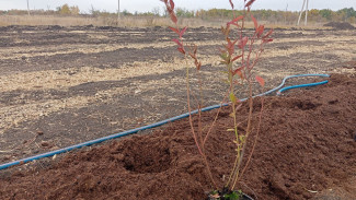 В Самарской области заложили первую плантацию садовой голубики на капельном поливе
