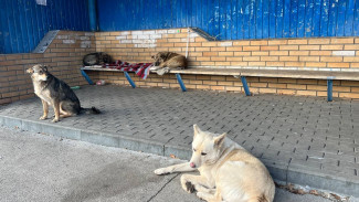 В Самарской области в 2024 году от животных пострадали 4483 человека