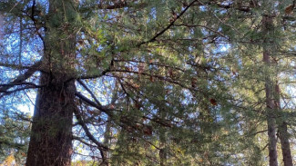 В Самарской области с 1 по 7 октября введен повышенный оранжевый уровень опасности 