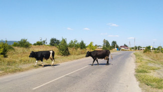 В двух районах Самарской области ввели карантин из-за лейкемии