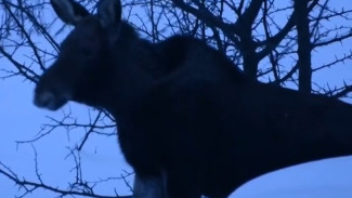 Самарцев предупреждают о диких великанах на дорогах