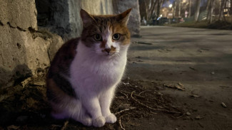 «Кошкин дом» превратился в кошачью свалку: антисанитария захлестнула квартиру жительницы Самарской области