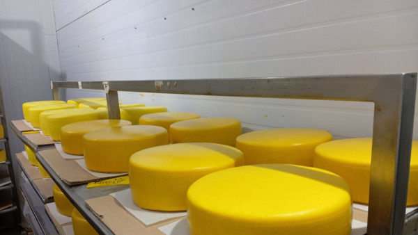 В Самаре средний рост цен на йогурты и сыры составил 20 процентов