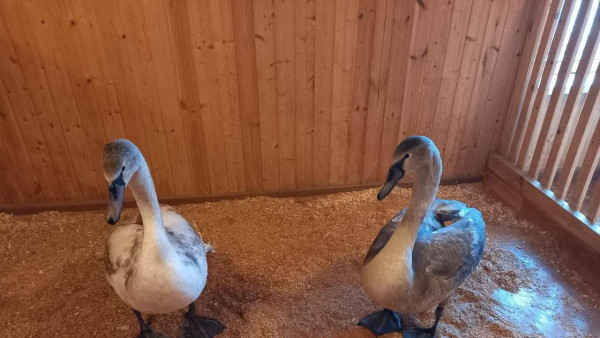 Двух осиротевших лебедей из Отрадного спасли от холодов в Самаре