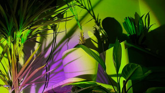 Они вас погубят: биолог рассказал, от каких комнатных цветов лучше избавиться