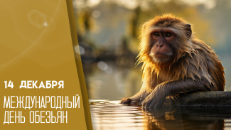 Международный День обезьян 14 декабря: история праздника, поздравления и открытки