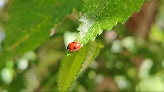 Самарскую область ждет передышка от жары