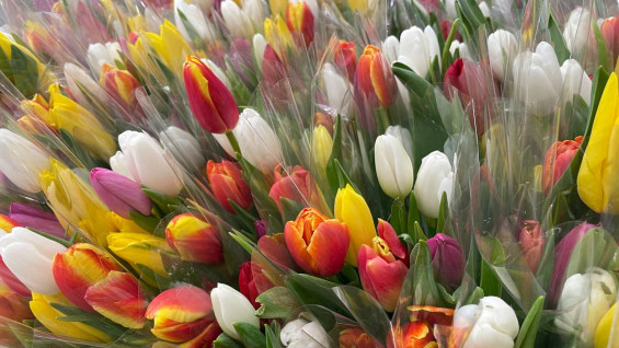 В Самарской области цены на тюльпаны резко возросли в преддверии 8 марта  