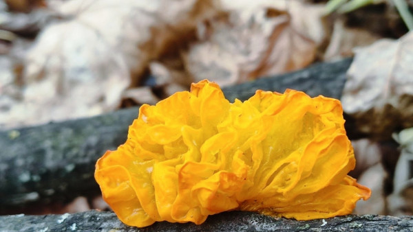 Под Самарой в ноябре нашли любимый гриб китайских гурманов 