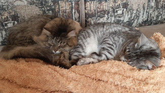 Народные приметы: 11 февраля. Что нужно сделать в Лаврентьев день, чтобы исцелиться от жутких болезней