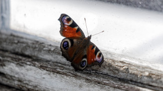 В Жигулевском заповеднике раскрыли секреты подготовки бабочек "Павлиний глаз" к зимним холодам