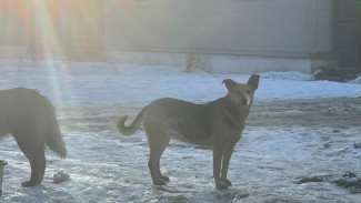 Глава СК РФ Александр Бастрыкин заинтересовался случаем нападения собак на ребенка в Самарской области