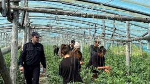 В тепличном комплексе Самарской области скрывались 24 нелегала