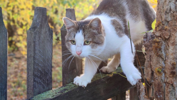 Трафарет «Кошка на заборе»