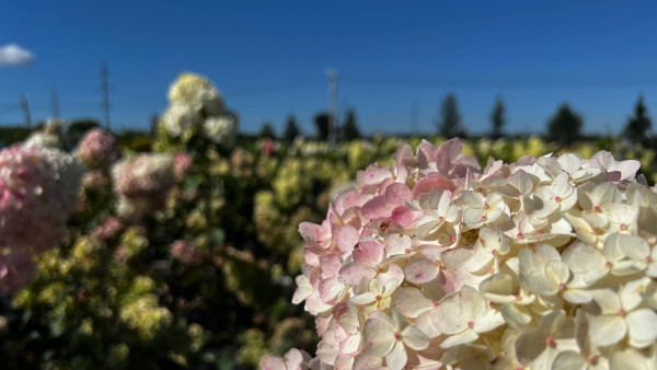 Сады самарчан смогут пополниться редкими растениями