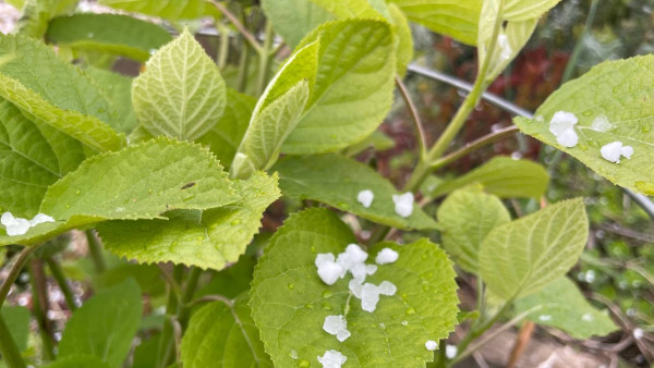  24 апреля крупный град и ливень обрушились на Самарскую область