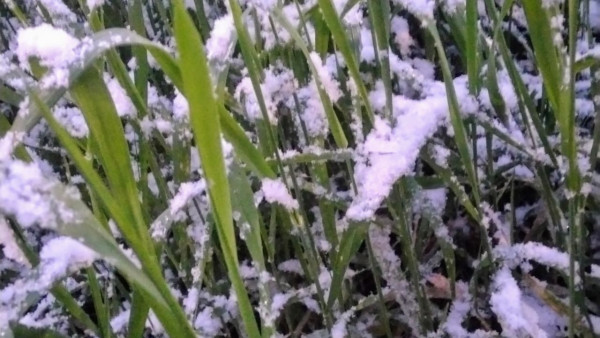 -3°C и снегопад: арктическое вторжение в Самарскую область 