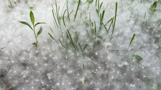 Самарцам рассказали, что отсрочит начало аллергического сезона