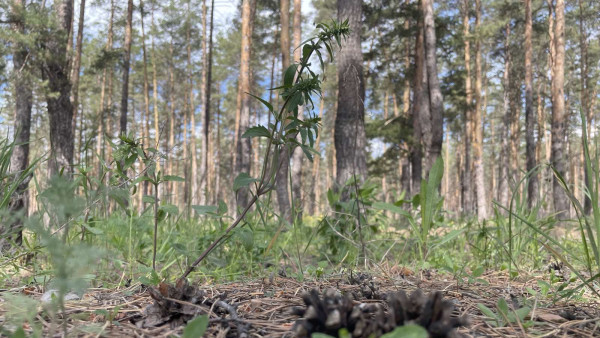 В лесах Самарской области выросло рекордное количество грибов