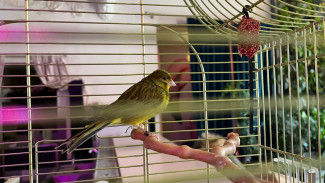 Народные приметы: 4 марта. Наши предки остерегались этого в Архипов день