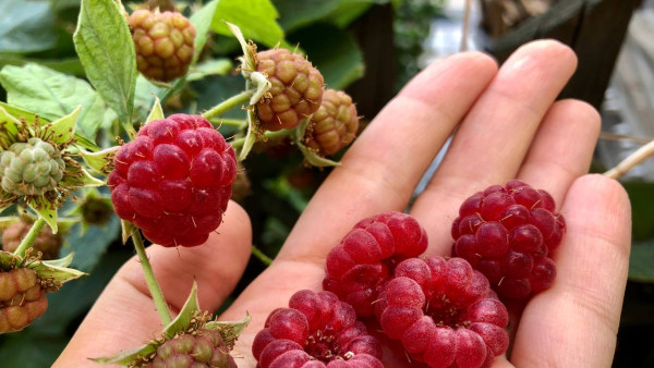 Народный календарь: 16 августа. Не делайте этого на Антона Малинника, чтобы не лишиться всех денег