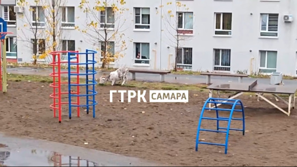 21 октября в микрорайоне Кошелев разгуливал символ Самары