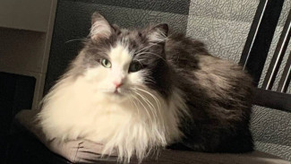 Пушистая милота во Всемирный день кошек: фото любимых питомцев самарцев