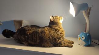 В Самарской области 26 января 2026 года пройдет плановое отключение света