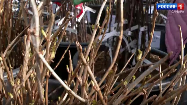 Садовый эксперт Вера Глухова рассказала о грамотной посадке деревьев 