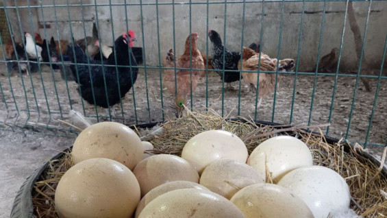 Самарцам рассказали о подорожании яиц в марте на 10,3%