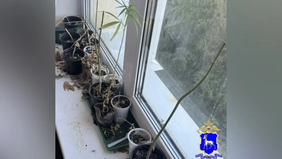 Житель Самары выращивал в квартире и на даче коноплю — мужчину задержали 