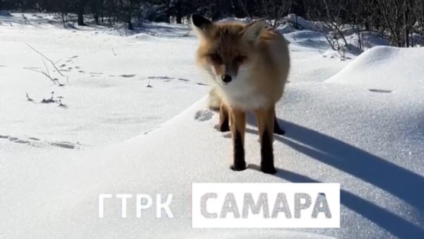 Жители Самарской области пожаловались на нашествие лис в ноябре 2025 года