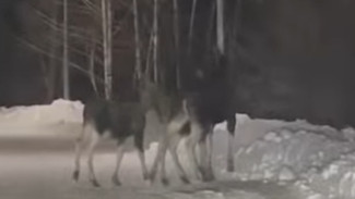 В Самарской области произошла шокирующая встреча на ночной дороге