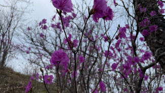 Возвращение аленького цветочка: в Самарской области спасают редкие растения