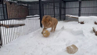 Самарцам показали, как возмужавший лев Алтай играет с футбольным мячом