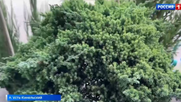 Вырастите голубику и хвойники в Самаре: 5 растений, которые переживут зиму